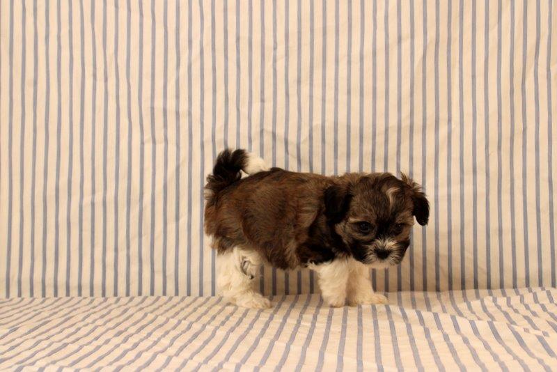 puppy, for, sale, Maltipoo, Matthew B. Stoltzfus, dog, breeder, Gap, PA, dog-breeder, puppy-for-sale, forsale, nearby, find, puppyfind, locator, puppylocator, aca